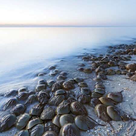 horseshoe-crab-beach-700x700